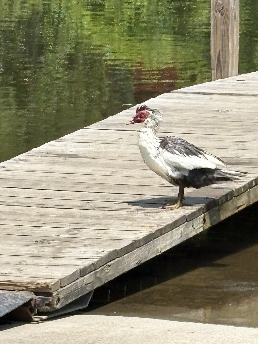 kle052789's tweet photo. A ducky lunchtime walk! I thought of @MelindaHoward4 while I was admiring all the different ducks on the river. #lunchtimewalk #optoutside #coolducks https://t.co/P4Hj4x2WGp