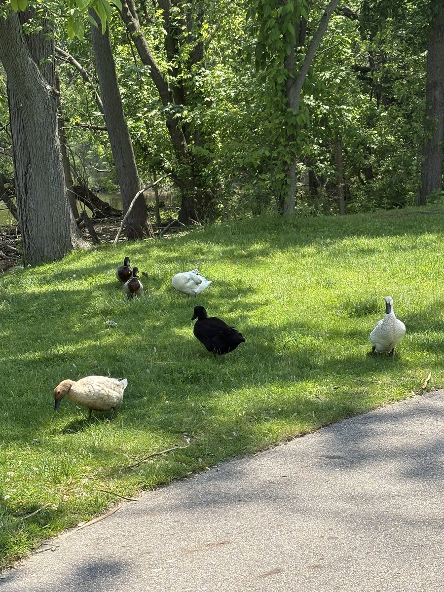 kle052789's tweet photo. A ducky lunchtime walk! I thought of @MelindaHoward4 while I was admiring all the different ducks on the river. #lunchtimewalk #optoutside #coolducks https://t.co/P4Hj4x2WGp
