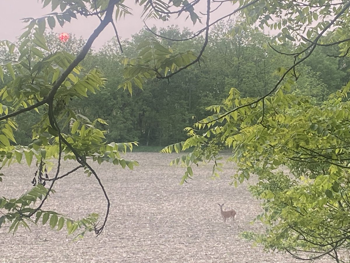 Kind of an odd sunset tonight. Just a red circle in the sky. Deer in the field too!