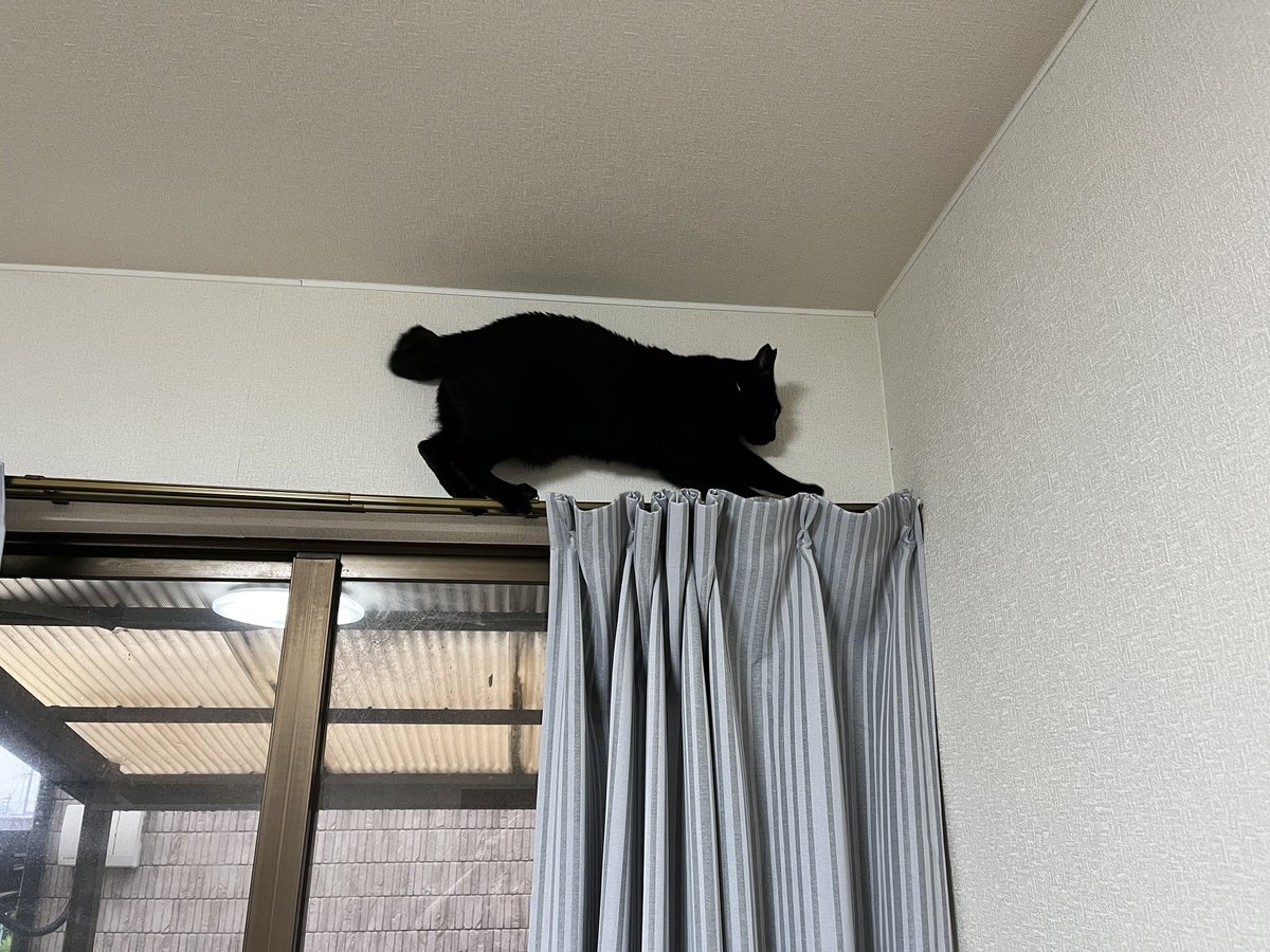 今朝テンションが上がりすぎて乗ったことないカーテンレールの上に乗って戻れなくなったグリム(この後救出)