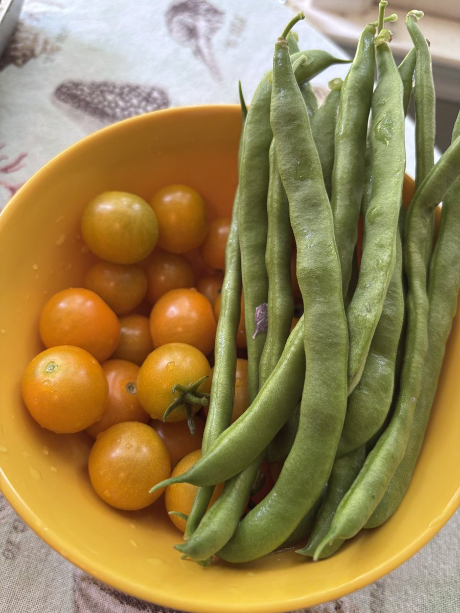 I have greeeeennnn beeeaaans!!! #gardening