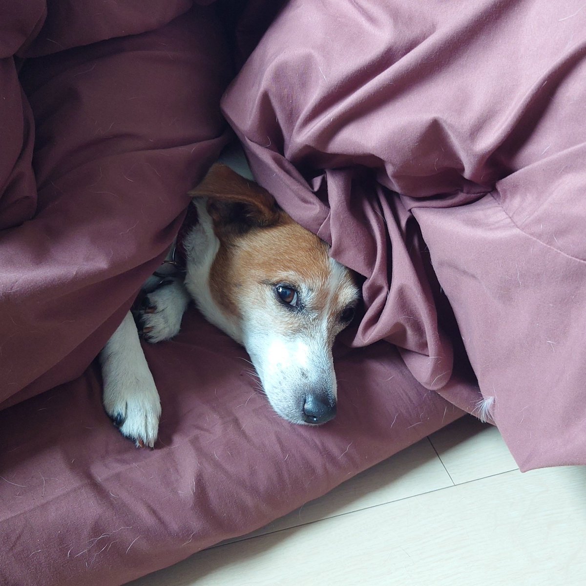 バジル社長の眠たい朝