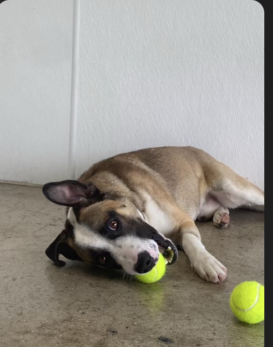 We’re sorry for the silence! So much has been happening behind the scenes and we’re planning to get back to our usual posts soon. However, right now we have a dog named Billy who’s in desperate need and we’re posting in the hope you might be able to help him.

He was thrown from
