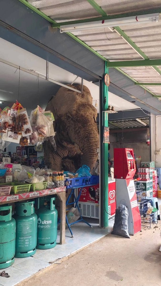 A wild elephant named “Plai Biang Lek” took an afternoon stroll out of Khao Yai National Park and wandered straight into a small grocery shop in Moo Si, Pak Chong yesterday, just 1 km from the park’s entrance. 🐘🌿🛒 #Thailand