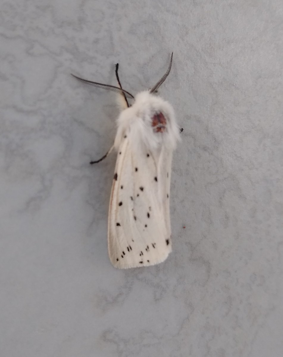 New moth just dropped.