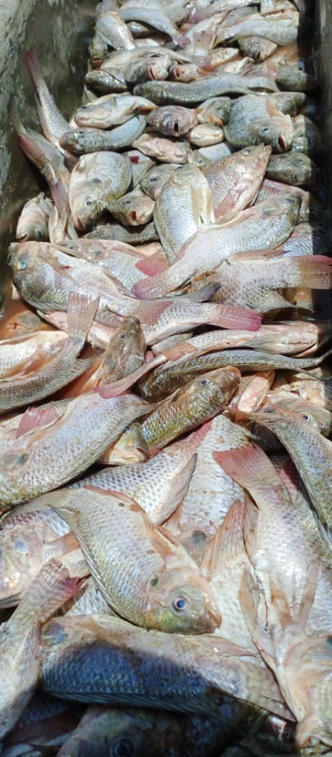 CfprojectG's tweet image. A bumper harvest: Kabale former wetland users smile as the narrative changes. Formerly dependent on wetlands, communities here now believe fish farming, introduced to them by gov't is the way to go. Thanks to @theGCF , and @UNDPUganda funded project.@min_waterUg @MAAIF_Uganda