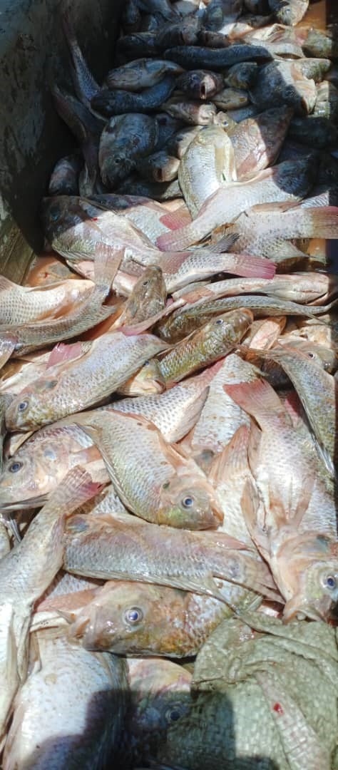 CfprojectG's tweet image. A bumper harvest: Kabale former wetland users smile as the narrative changes. Formerly dependent on wetlands, communities here now believe fish farming, introduced to them by gov't is the way to go. Thanks to @theGCF , and @UNDPUganda funded project.@min_waterUg @MAAIF_Uganda