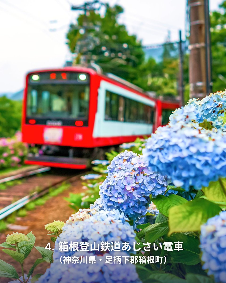 梅雨を彩る☔　#紫陽花 の絶景スポットを紹介します
色鮮やかな花を眺めにお出かけしてみませんか？👟

1️⃣  雨引山楽法寺（雨引観音）（茨城県桜川市）
2️⃣  三室戸寺（京都府宇治市）
3️⃣  長谷寺（奈良県桜井市）
4️⃣  箱根登山鉄道あじさい電車（神奈川県足柄下郡箱根町）