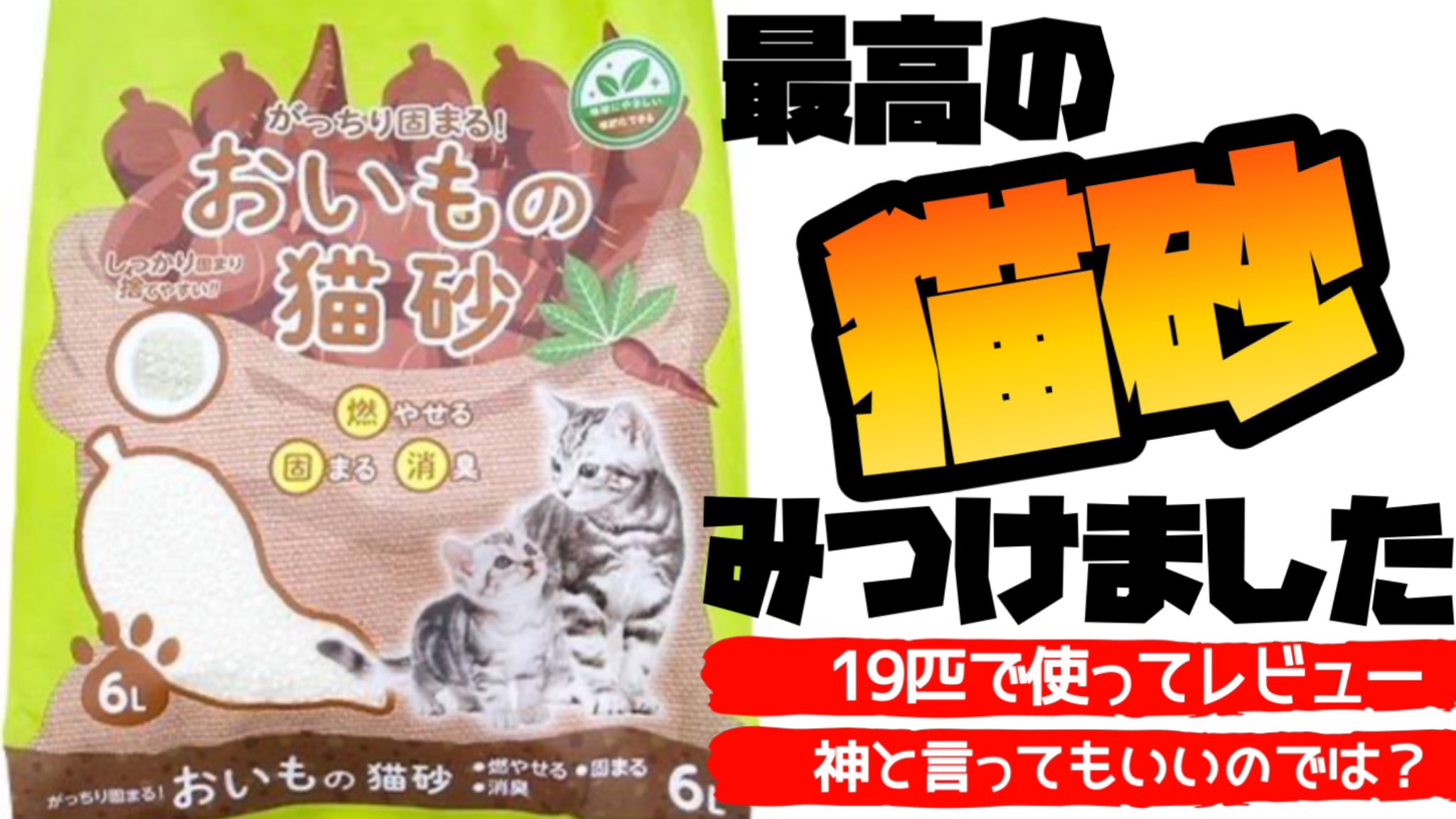 ねこわっしょい【22cats】 on X: 