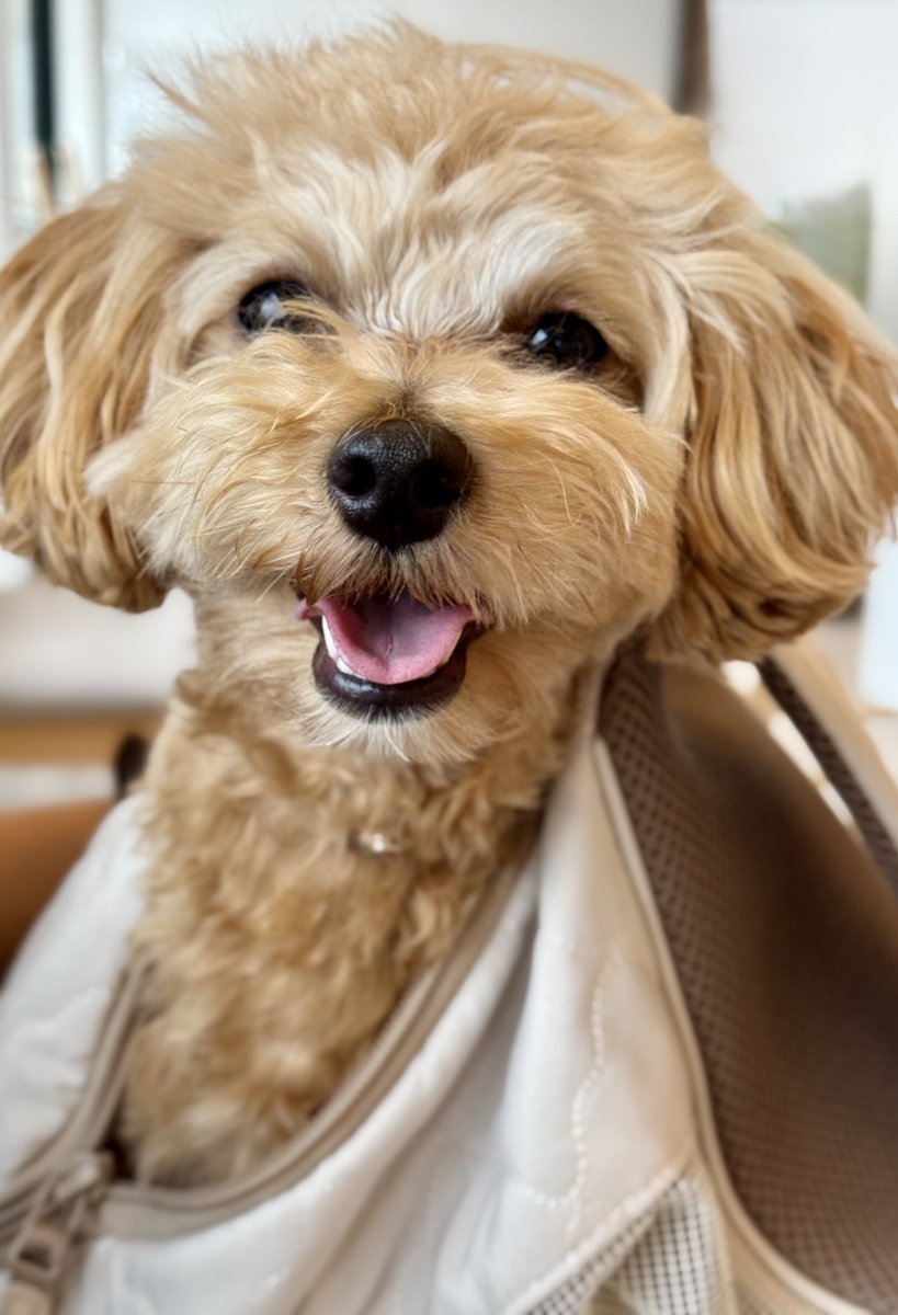 リュックから飛び出し犬