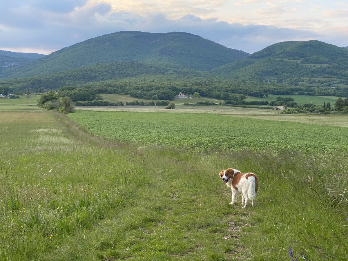 Vandaag zou hij 9 jaar geworden zijn. Deze foto maakte ik drieënhalve week geleden toen ik bewust de laatste #avondwandelingmetDobby in Frankrijk deed.