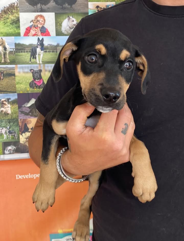 🚨The UK is in the midst of an animal welfare crisis🚨

When puppies end up in a pound, just statistics in the UK stray dog system, we know we are seriously in trouble

So many people are working so hard to save so many dogs but sadly the situation is beyond fixable

The pressure