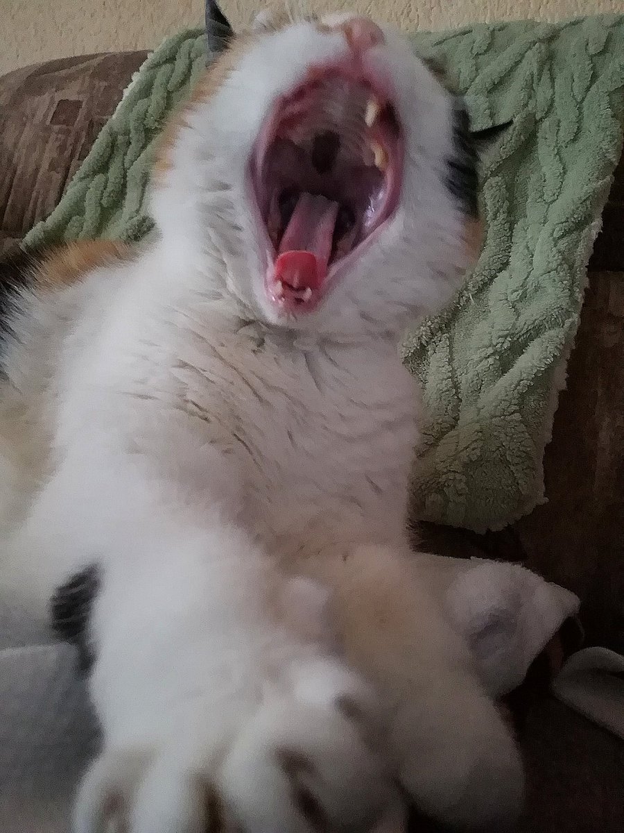 *AAAhhh...
Könnt Ihr das sehen?🙀
Ich sehe komisch aus😾
Nicht toll aber besser als Zahnschmerzen*😺