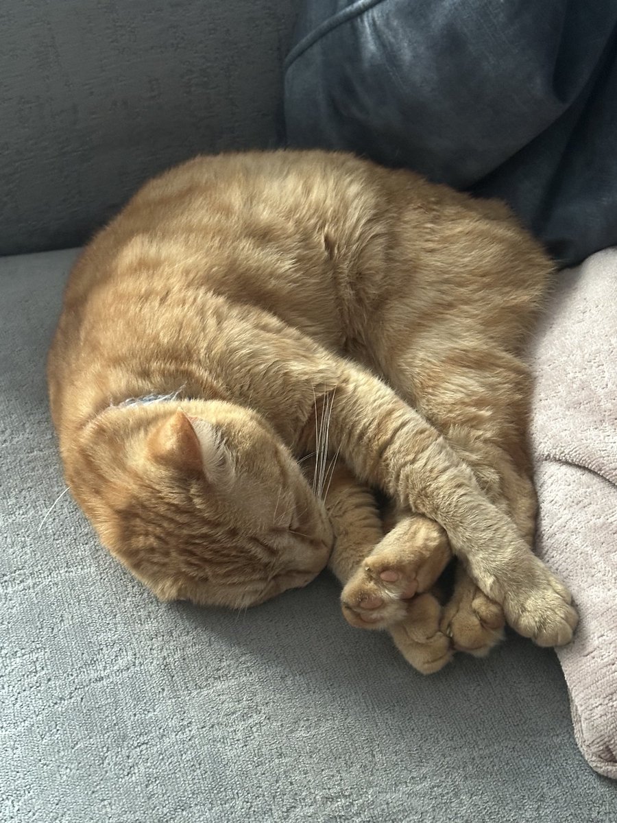 I know I’m a day late with my #croissant for #kittyloafmonday but it was nice yesterday …. Unlike today.  It is pouring.  So we’ll have the morning side indoors winding up old Baldinho 👨‍🦲.  Have a lovely day furriends 🧡🐈🧡 #CatsOfTwitter