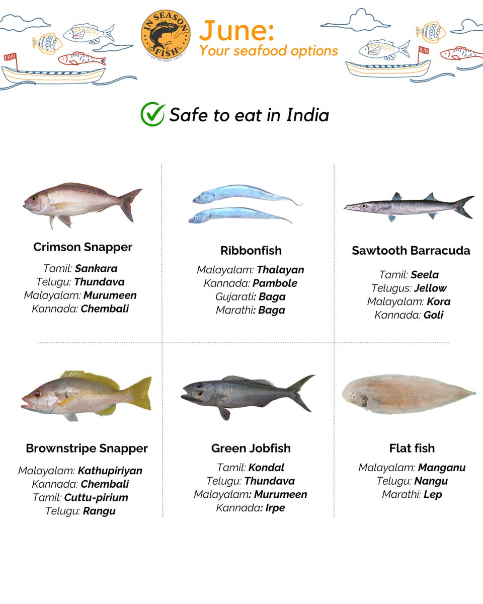 Here are some of the fish that's in season for June 2025 along both coasts!

Check out the complete list at inseasonfish.com/season-calendar

#InSeason #fish #crab #prawns #sustainable #June #India #fishing #seafood