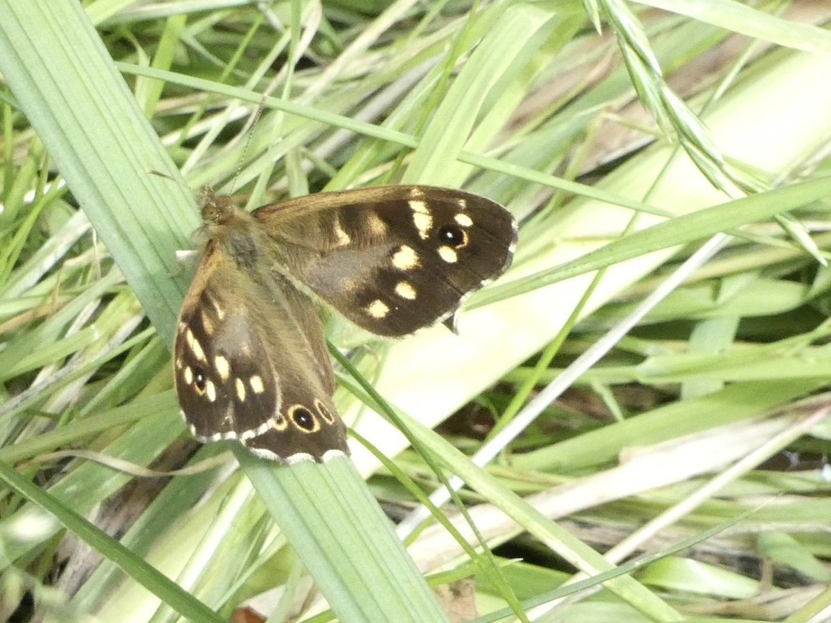GaryWVC76's tweet image. Avocet at Leighton Moss, 1st Speckled Wood for my garden, and the injured 1st yr Caspian Gull at Maidens last night. ⁦@TamVC77⁩ ⁦@BC_Scotland⁩ ⁦@ScottishBirding⁩
