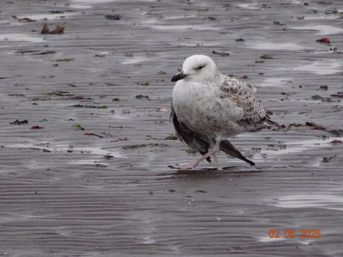 GaryWVC76's tweet image. Avocet at Leighton Moss, 1st Speckled Wood for my garden, and the injured 1st yr Caspian Gull at Maidens last night. ⁦@TamVC77⁩ ⁦@BC_Scotland⁩ ⁦@ScottishBirding⁩