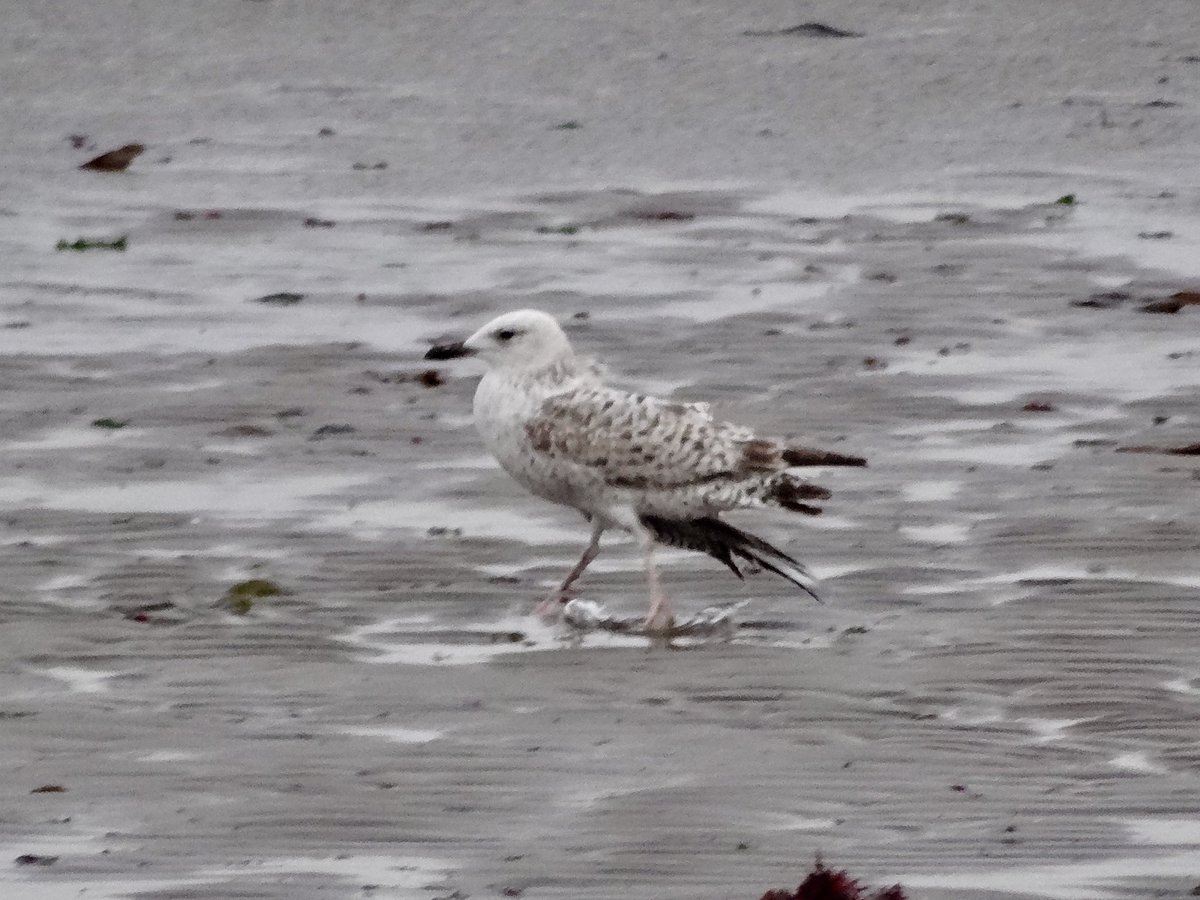 GaryWVC76's tweet image. Avocet at Leighton Moss, 1st Speckled Wood for my garden, and the injured 1st yr Caspian Gull at Maidens last night. ⁦@TamVC77⁩ ⁦@BC_Scotland⁩ ⁦@ScottishBirding⁩