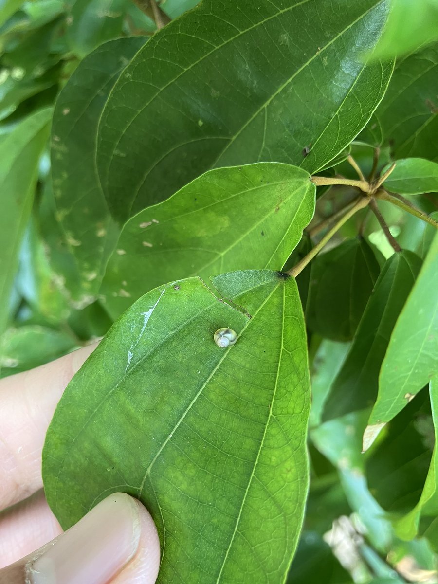 アオミオカタニシの稚貝🐌
若干緑かかってますが、ひと目見ても絶対に気づかない...