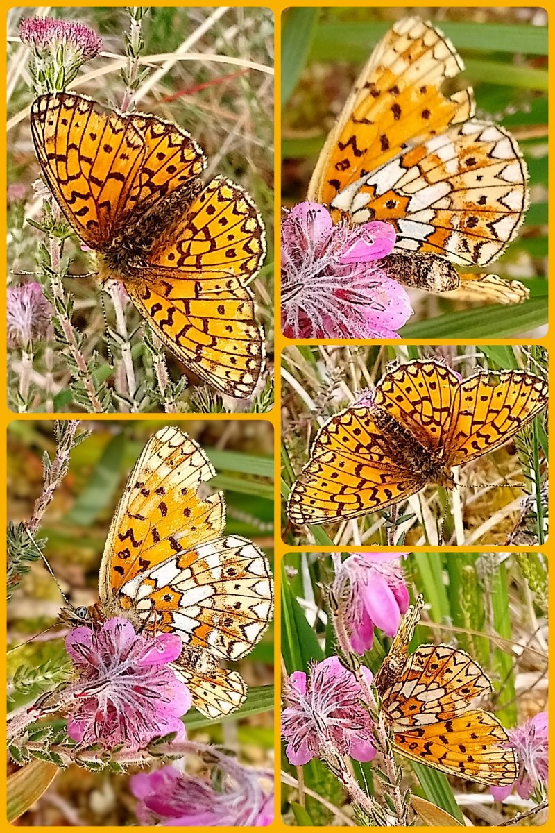 Sarah L (@s4r4h_l) on Twitter photo #TitliTuesday Wowsers, what an incredible meeting with small pearl bordered fritillary last Saturday. Bright sunshine then overcast which must have slowed this one down. Happy to be observed respectfully, & I'm so happy with the underwing shots! #Lancashire <a href="/savebutterflies/">Butterfly Conservation 🦋</a> #joy #TitliTuesday Wowsers, what an incredible meeting with small pearl bordered fritillary last Saturday. Bright sunshine then overcast which must have slowed this one down. Happy to be observed respectfully, & I'm so happy with the underwing shots! #Lancashire <a href="/savebutterflies/">Butterfly Conservation 🦋</a> #joy