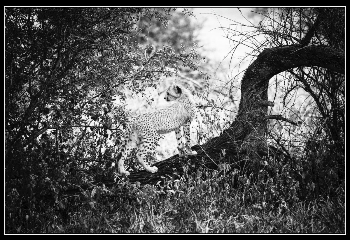 Laurent Baheux Photo tweet media