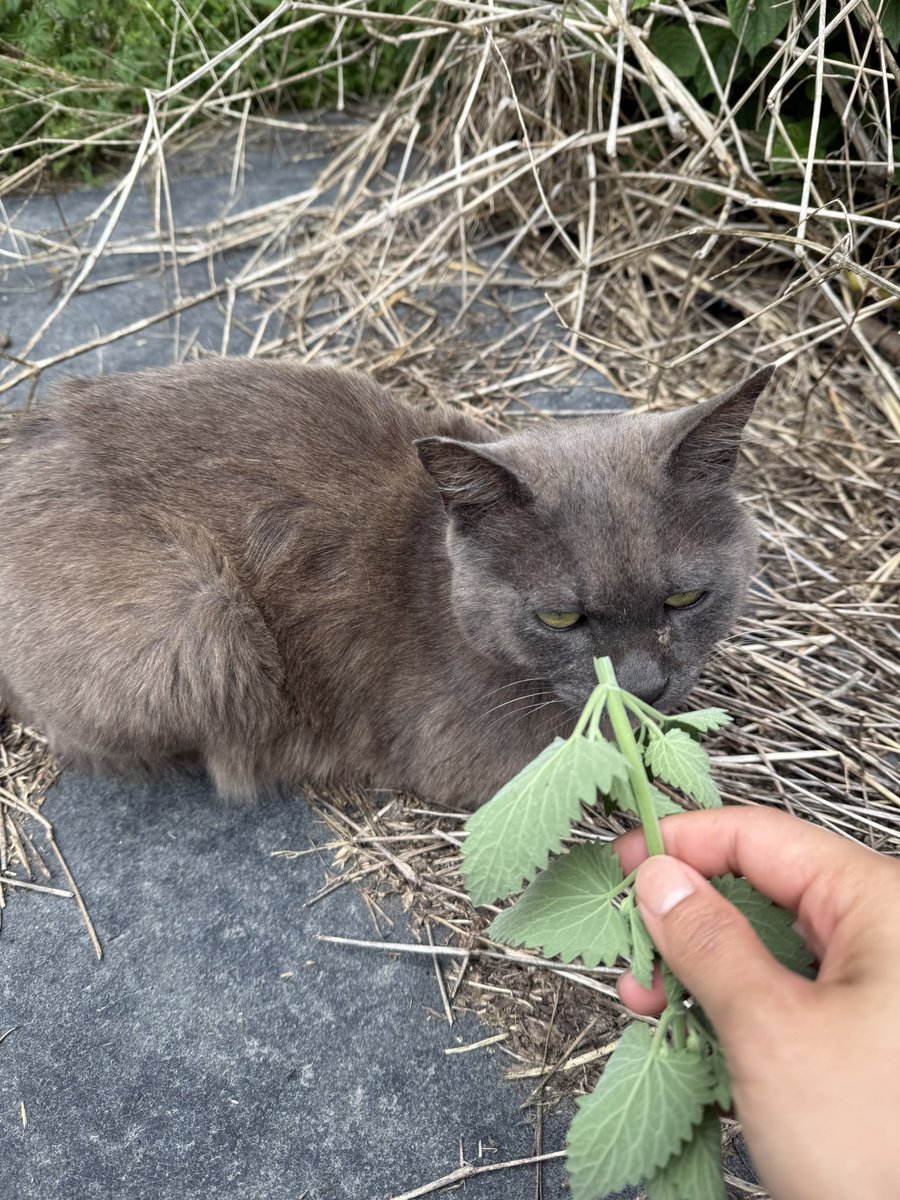 船橋開催2日目です🐴

本日は3頭出走します。

3R エルフレン号
4R サーブザミッション号
　　ヨシュア号

応援よろしくお願いします✨

にゃーにキャットニップをあげてきました😊
すごい顔をされました…