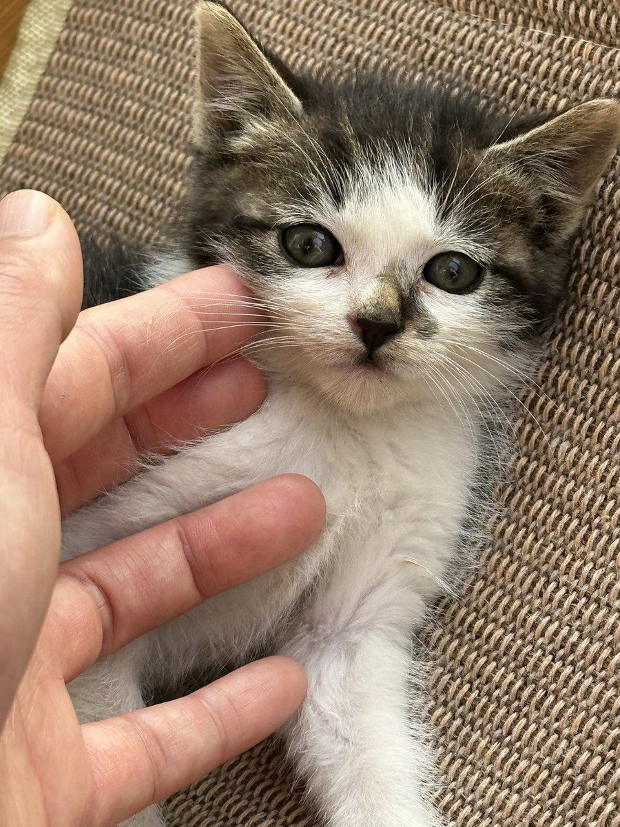 2sanman2's tweet photo. 선생님들 한줌도 안 되는 아가고양이 입양하실 분 안계실까요? 이대로 두면 그냥 길 고양이가 돼요. 제가 자주가는 시골에 엄마 고양이가 버리고간 애기 고양이들 중 유일하게 살아남은 친구예요, 눈에 밟히는데 즈이집 언니야들은 고양이를 싫어해요. https://t.co/FmZsWLLQFO