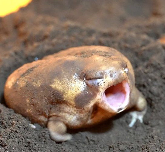 GGS to Flash Syndicate in ADL tonight. Not the start we wanted for the Foxtrot Jungle Kits season but we will scale from here!!!! #ADL #Letsgofoxes