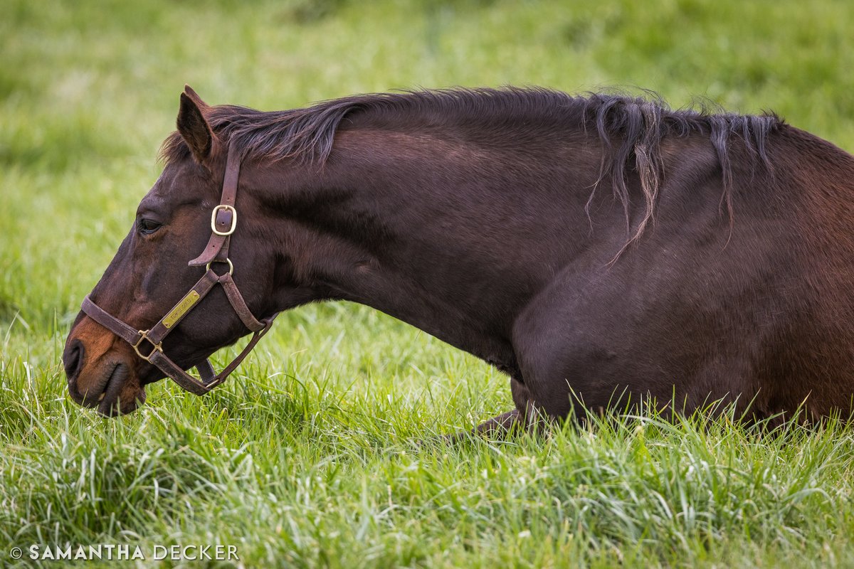 Samantha Decker (she/her) 📷 (@sdeckerphoto) on Twitter photo At age 31, 1997 <a href="/BelmontStakes/">Belmont Stakes</a> winner Touch Gold is the oldest living winner of the race. He is best known for spoiling Silver Charm's bid for the Triple Crown, and today the two reside at <a href="/Oldfriendsfarm/">Old Friends</a>. At age 31, 1997 <a href="/BelmontStakes/">Belmont Stakes</a> winner Touch Gold is the oldest living winner of the race. He is best known for spoiling Silver Charm's bid for the Triple Crown, and today the two reside at <a href="/Oldfriendsfarm/">Old Friends</a>.