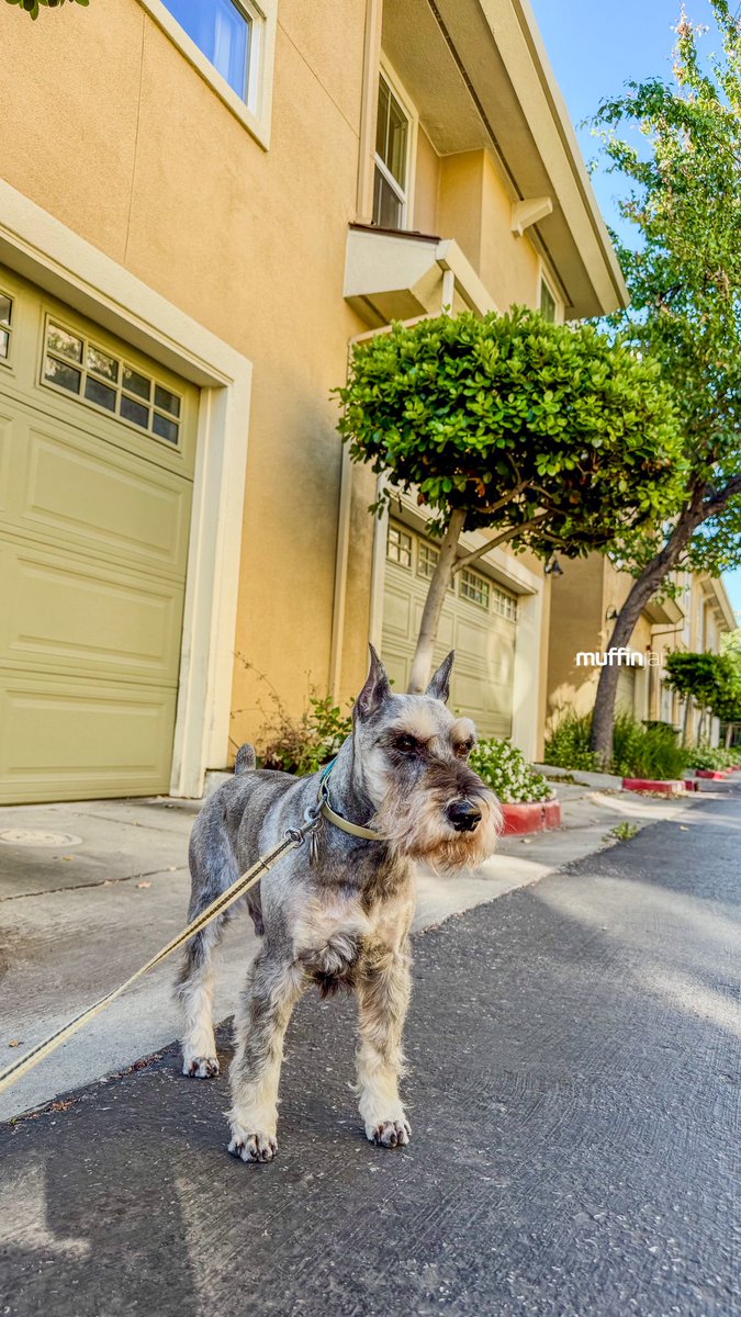 muffinjai's tweet photo. Your favorite (and fluffiest) security expert, Muffin, is officially on duty for tonight’s #BlockWatch! 🚓 My human thinks we’re just out for an evening stroll, but little do they know, I’m conducting a highly critical perimeter check.
#BlockWatchDuty #JapantownSJ https://t.co/jgrW4Tzyis
