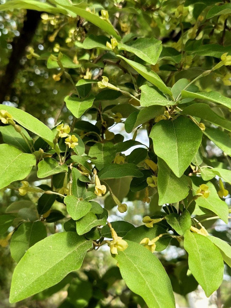 goldrose9090's tweet photo. 🌷Spindle Tree – When Fiery Leaves Turn into Whispering Spring Blossoms
🌸#SpindleTree #EuonymusAlatus #SpringFlowers #KoreanPlants #NatureWhispers #BotanicalBeauty #SubtleBlossoms #SeasonalMagic #GreenBloom #NatureInKorea
👉Read more here!:
🔗https://t.co/WizlCTFcxG https://t.co/qrfGW1r435