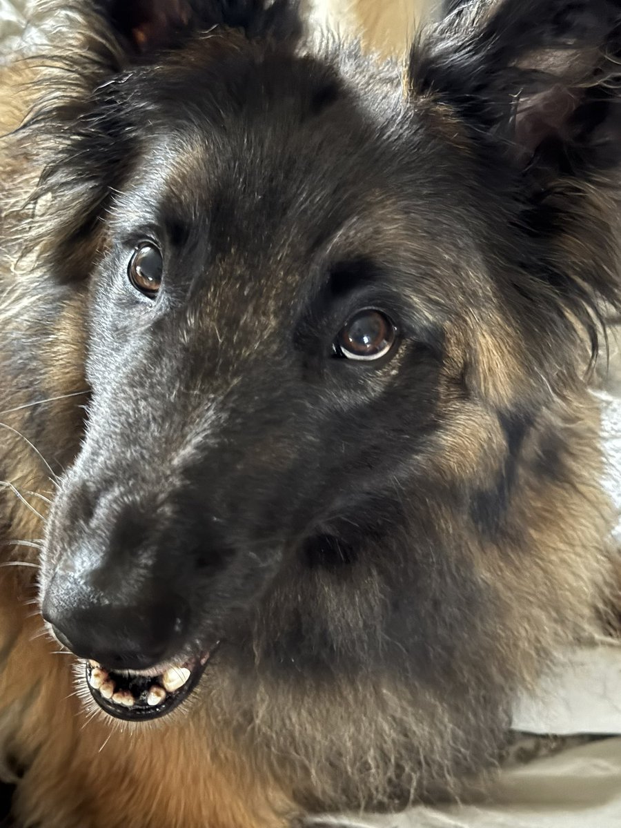 Since you wonderful and amazing people have been so receptive, I’m gonna keep hitting the dog thing at least once a day. I have over 25,000 pictures on my phone, so this is not an idle threat.

On that note, good night all, and may tomorrow be better for each and every one of us.