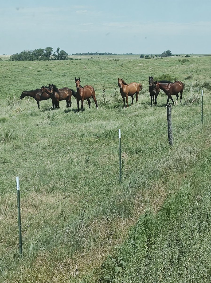 Last tweet for the night $1500 needed to transport 7 #wildhorses from Kansas to Idaho to #Freedom by TOMORROW Lets get them to the wild where they belong.  paypal.com/donate/?hosted…… venmo.com/u/SaveourWildH…… buy.stripe.com/4gw7tI8sYdUJ1X…