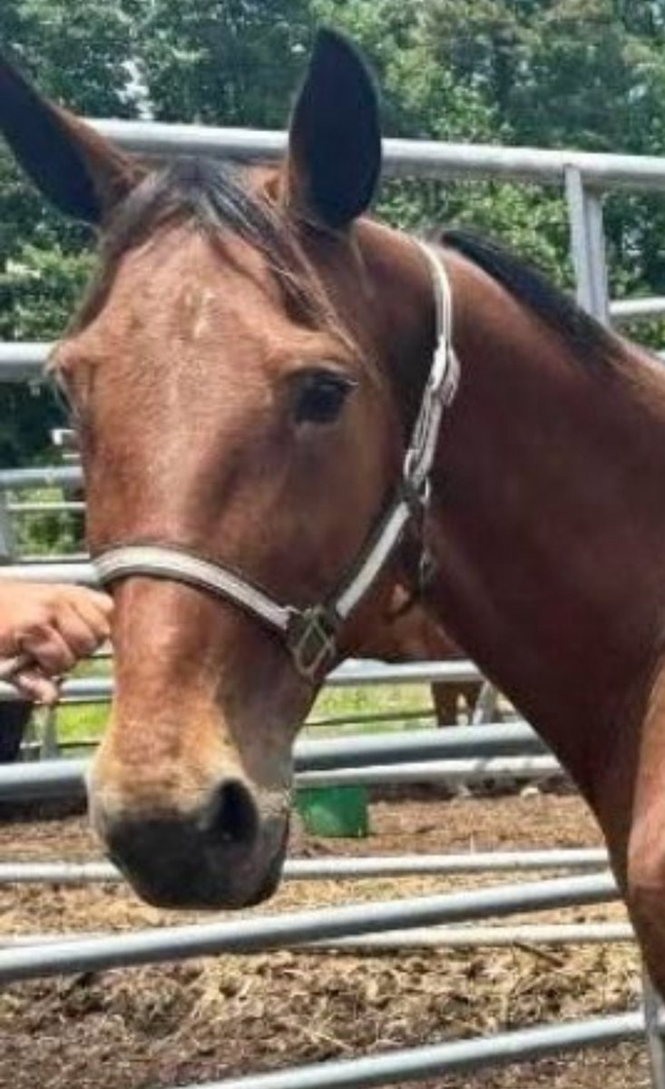 ⏰Ruler is tagged to ship Tuesday night 10 CT. Sadly, donations have been slow. We do thank all who are helping her. We can’t let her ship. Lot will hold with a deposit of 425. We still need 2️⃣9️⃣0️⃣. Please donate and share. Any amount will help her.⏰paypal.com/donate?campaig…