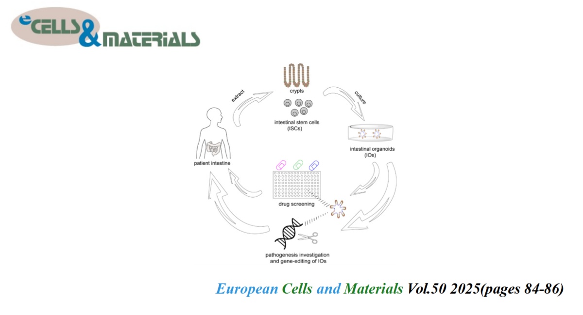 👏Check eCM latest articles: Intestinal stem cells (ISCs): ISCs-derived organoids for disease modeling and therapy

ecmjournal.org/papers/vol050/…

#IntestinalStemCells #Organoids #DiseaseModeling #RegenerativeMedicine #TissueEngineering