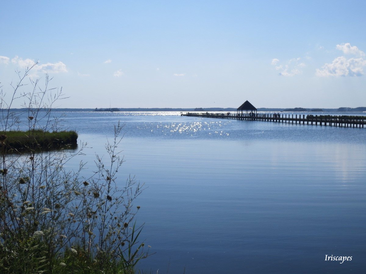 Iriscapes's tweet image. sun glints on the bay
a herring gull
dives for diamonds