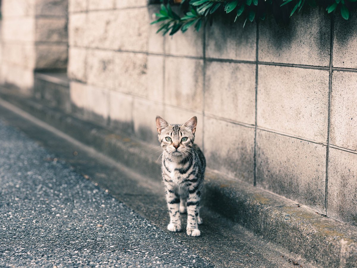 別嬪さんに出会った日