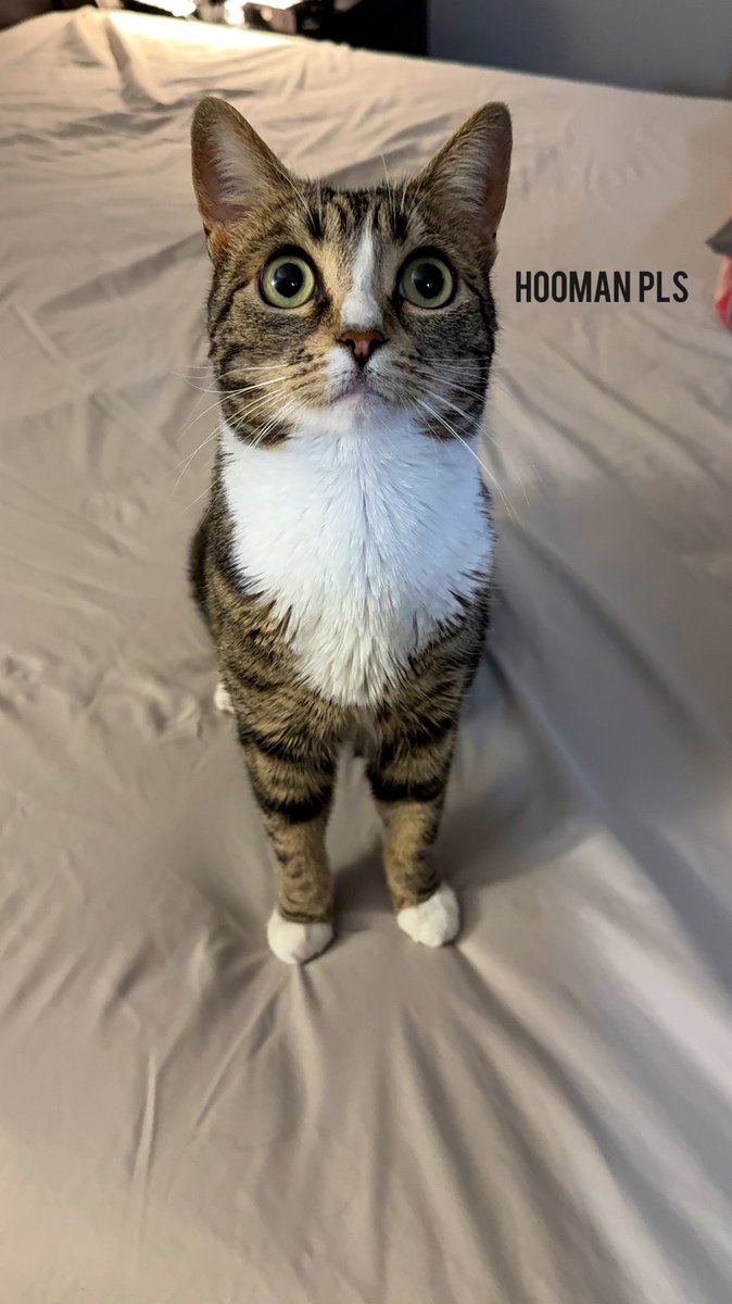 POV you’re my cat 😅