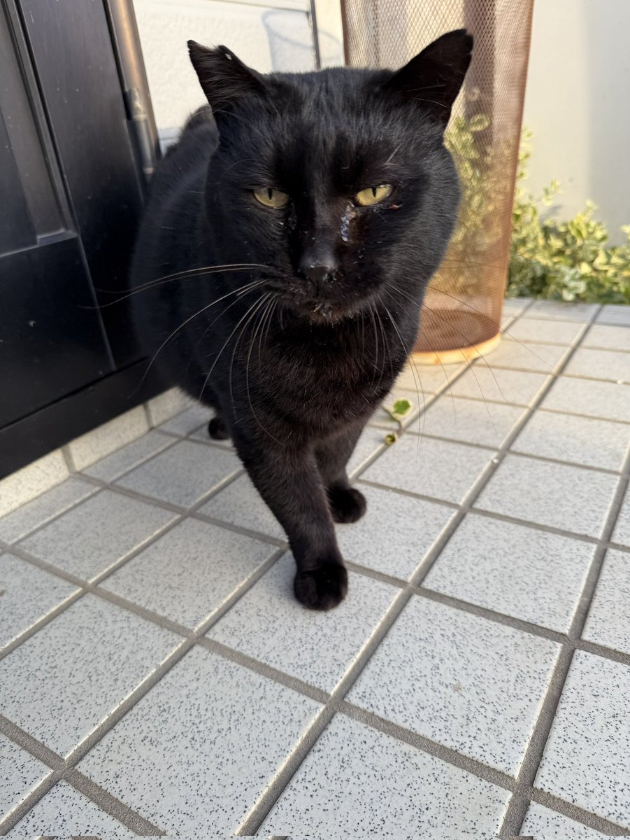 キャリーに閉じ込められたまま餓死させられるなら野良猫で生きた方が幸せだっただろう😿
なぁクロさん、あなたをリターンしてから3年が過ぎたけど毎日たっぷりのご飯もらえてそれなりに幸せだよね。
ご飯がほしくて水がほしくてもがき苦しんで死ぬ姿を見てたおまえは鬼畜以下の何者でもない。呪われろ
