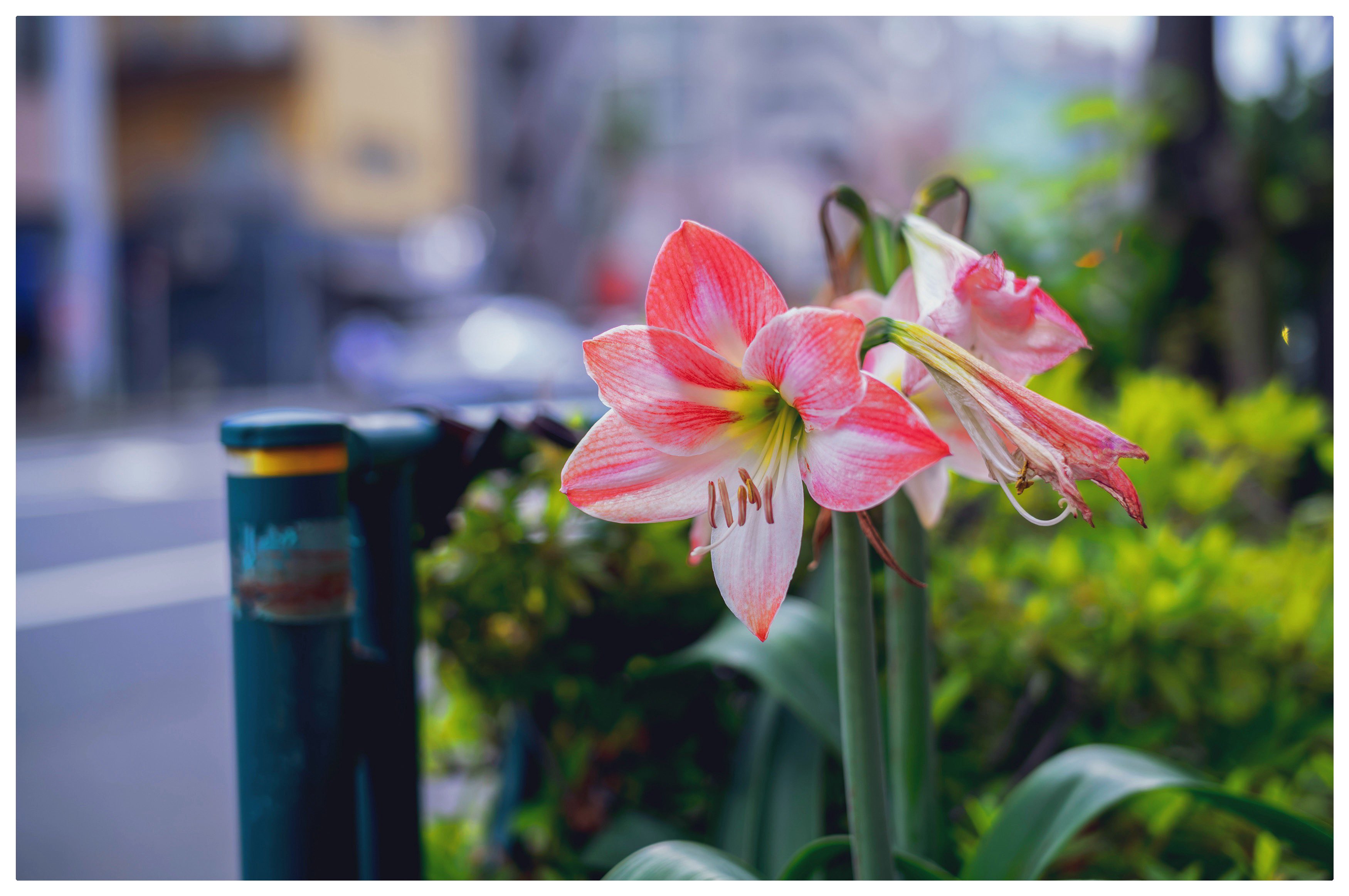 アマリリス♡ magic amaryllis . . 数年前まではなかなか大阪の市場では手に