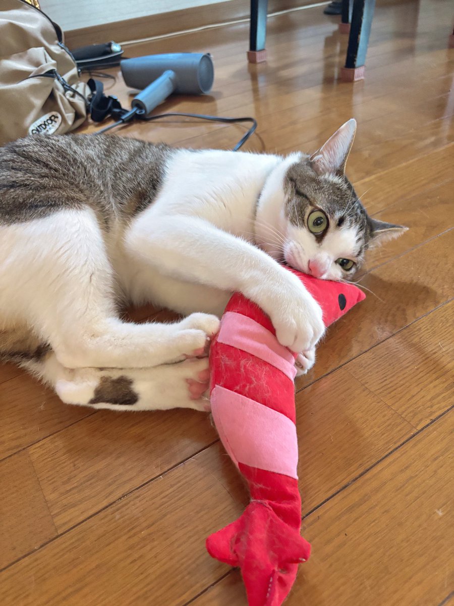 「僕のエビぃぃ！！！」
（※茶子さんのエビ）