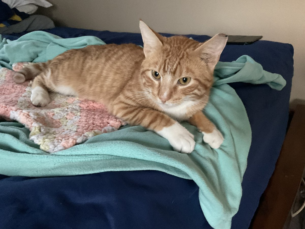 Vaultboy81 tweet media