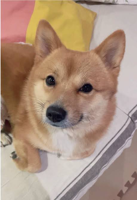 すみれ🇦🇱＠SUVが欲しい🤔 (@katydaniel14480) on Twitter photo 