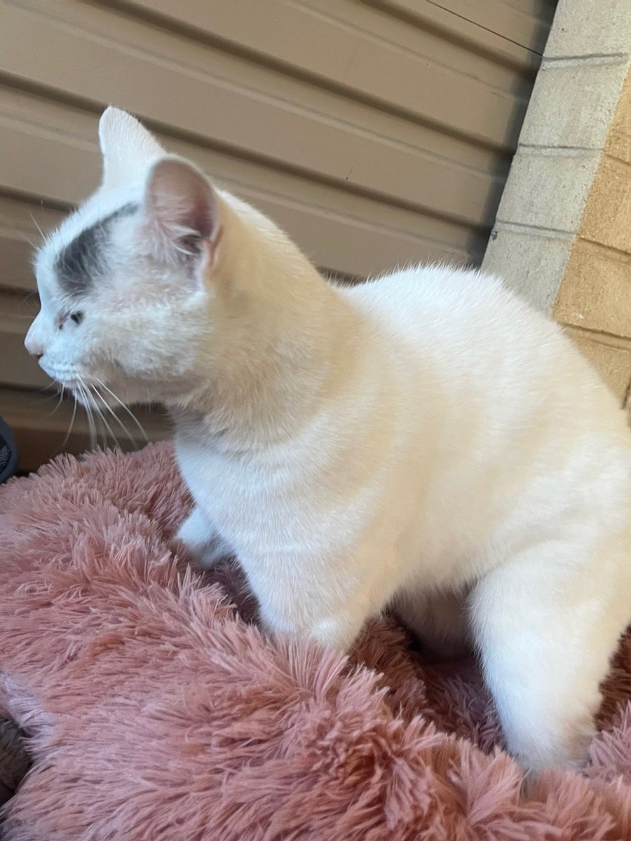 Another new fluffy cushion!! 🩷
I can choose depending on my mood, Meow 😽