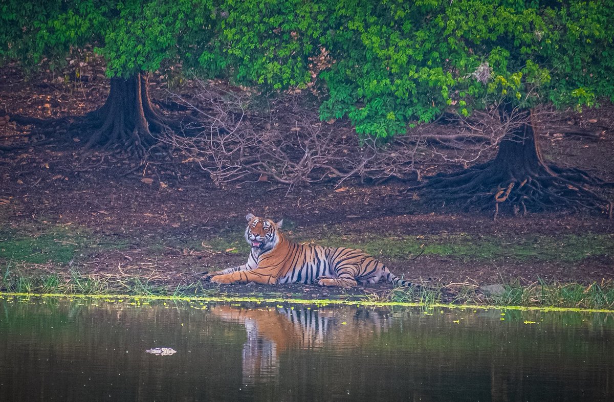 wildlife_clicks's tweet photo. Where nature paints in green and gold, and the forest tells its secrets

#Ranthmbore #tiger https://t.co/dZUpNX1BbB