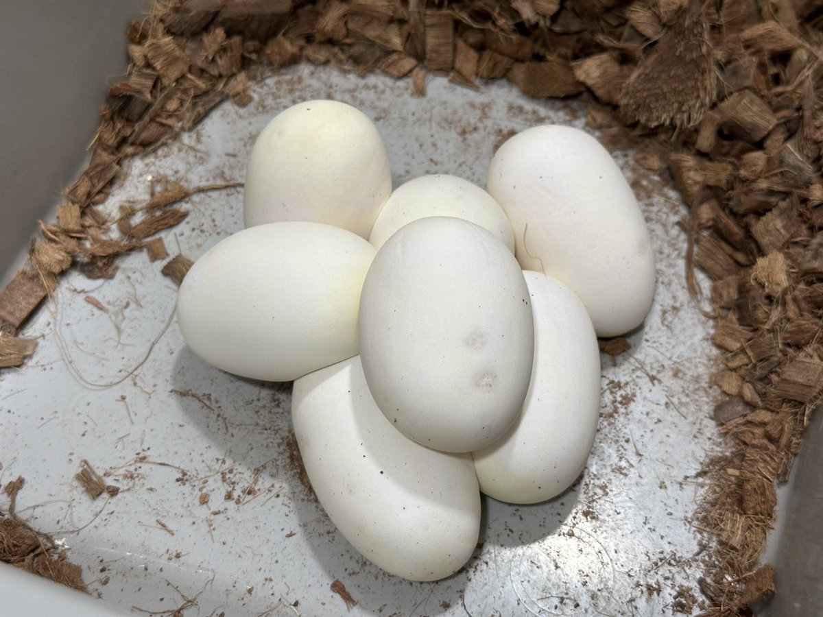 RAIKA_JP_BP's tweet photo. 2025 クラッチ#22
アルビノHetパイ
#爬虫類
#ボールパイソン
#ボールパイソン繁殖
#ballpython
#ballpythons
#go4coco https://t.co/ysIhq4xefc