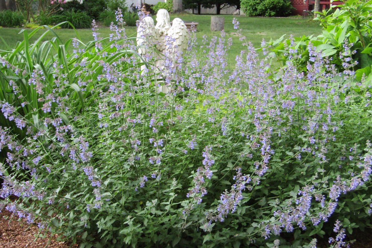 Catmint 💜 The bees love this 💜