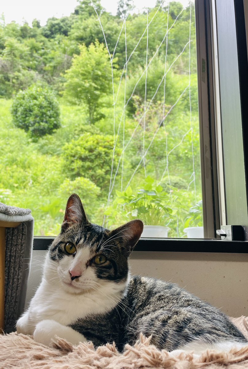 kaeruhouse's tweet photo. この一年で家猫が三匹逝ってしまいました。高齢とか病気とか…そして残ったまだ0歳の一匹です。 https://t.co/CpmD8SySOs