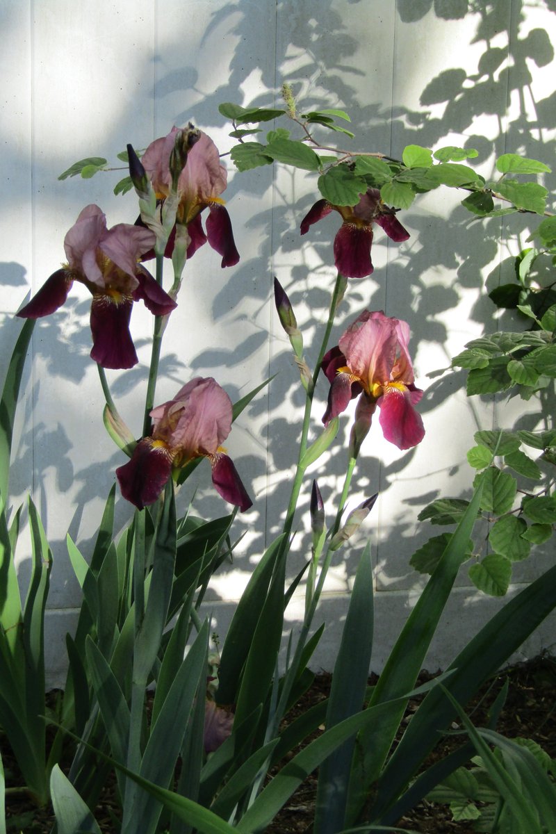 Bearded Iris 💞
