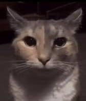 💛𝒜𝓈𝓂𝑜𝒹𝑒𝑜,𝐿𝒶 𝐿𝓊𝒿𝓊𝓇𝒾𝒶 𝑀𝒾𝓈𝓂𝒶💜 tweet media